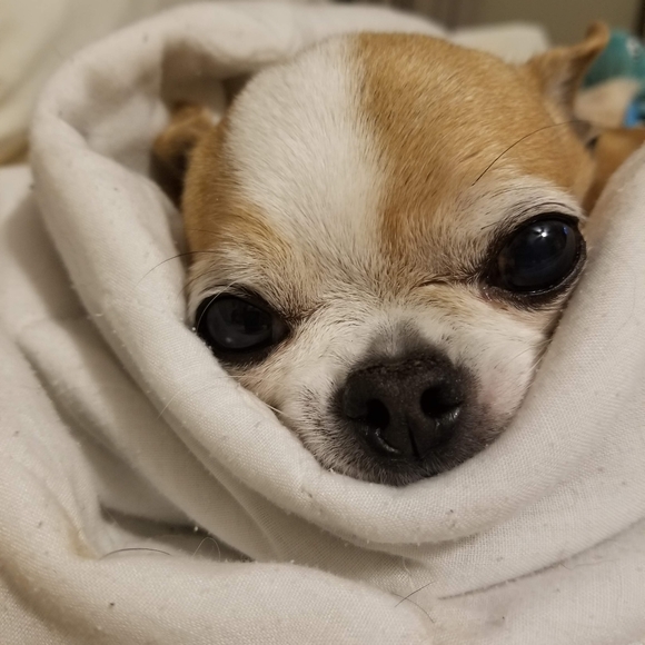 Meet your Posher, Karen - Picture 9 of 10